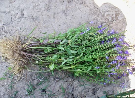夏枯草全株 夏枯草全株