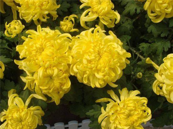 菊花介绍 菊花介绍