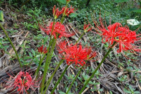 为什么女生不纹彼岸花，寓意不详/死亡/分离