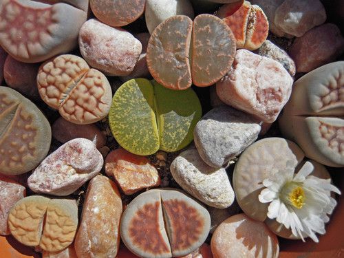 依据生长习性浇水 依据生长习性浇水