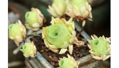 山地玫瑰休眠期怎么养，夏季防晒洒水降温养护