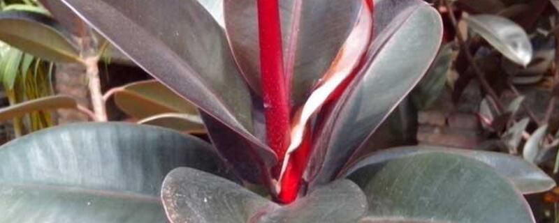 橡皮树如何砍头？橡皮树砍头方法和注意事项