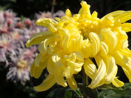 菊花的生长环境 菊花的生长环境