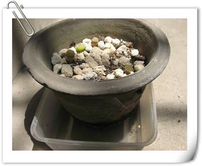 浸盆浇水救花 浸盆浇水救花