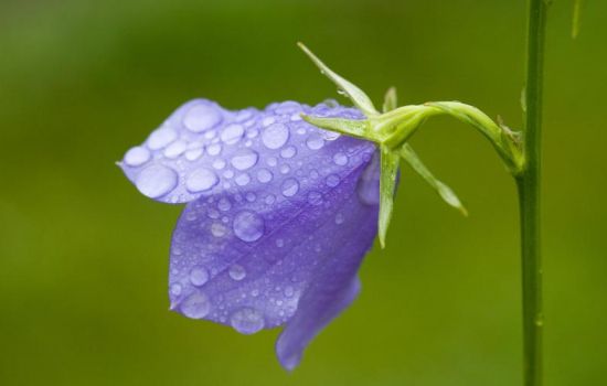 9大适合秋天种的植物 9大适合秋天种的植物