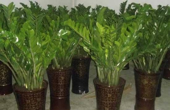 泡沫充当花土的盆栽 泡沫充当花土的盆栽