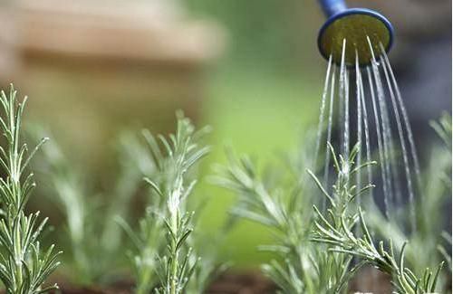 浇水就要浇透 浇水就要浇透