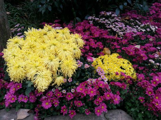 菊花的花径 菊花的花径