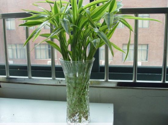 富贵竹水培 富贵竹水培