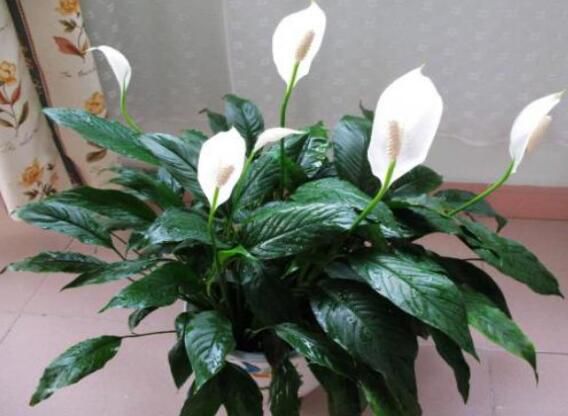 一帆风顺怎么浇水？一帆风顺的浇水方式