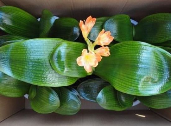 喷洒亮光剂的龙舌兰 喷洒亮光剂的龙舌兰