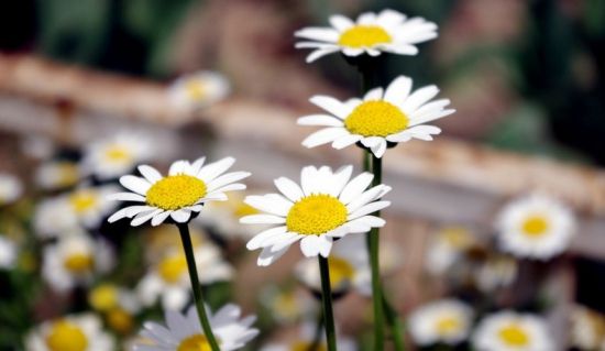 9大适合秋天种的植物 9大适合秋天种的植物
