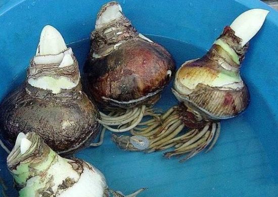 种球补水 种球补水