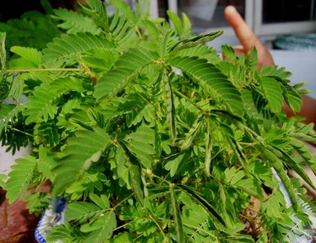 叶子部分闭合的含羞草 叶子部分闭合的含羞草