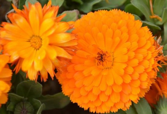 向着太阳的金盏菊 向着太阳的金盏菊