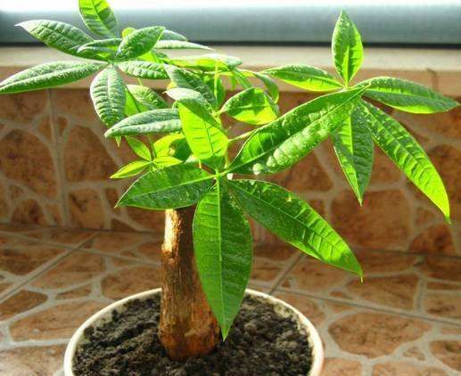 发财树降温养护 发财树降温养护