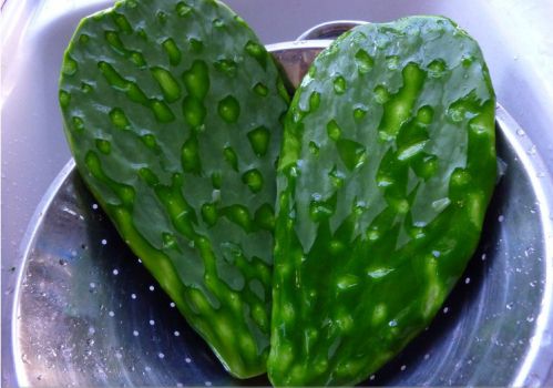 仙人掌剔刺 仙人掌剔刺