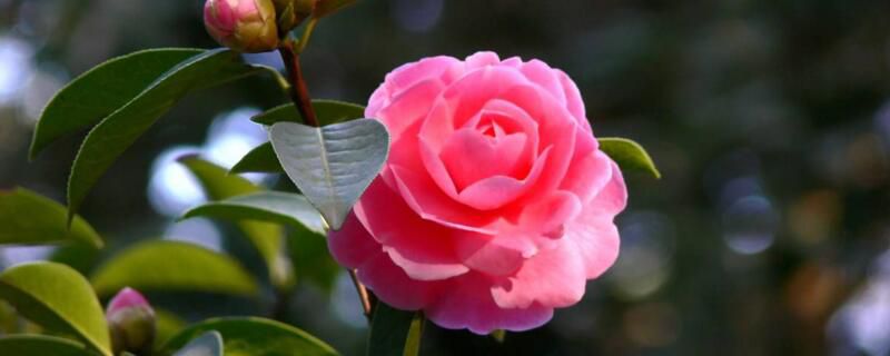 昆明市花是什么花？昆明市花云南山茶花
