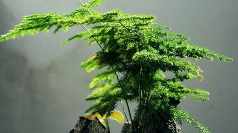 文竹叶子发黄怎么办？五中办法解决文竹叶子发黄