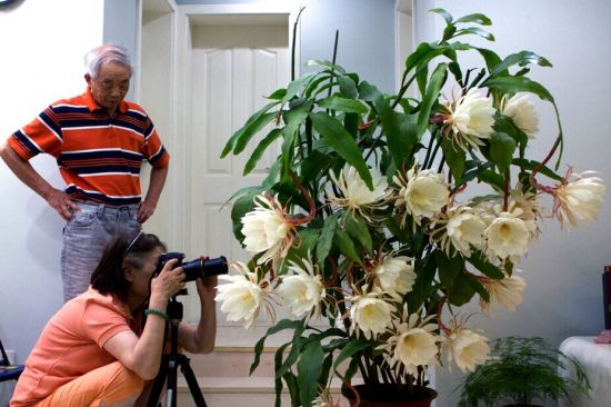 昙花晒图 昙花晒图