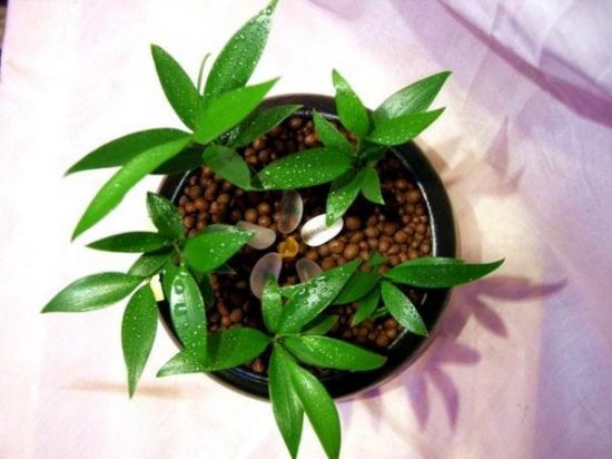 陶粒做花盆铺面 陶粒做花盆铺面