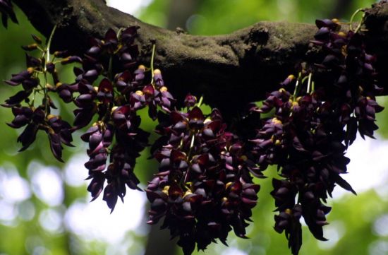 最古老的油麻藤 最古老的油麻藤