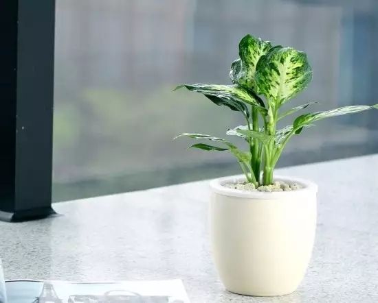 花盆底垫泡沫板碎片 花盆底垫泡沫板碎片