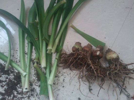 朱顶红花枯萎后剪掉叶子起球 朱顶红花枯萎后剪掉叶子起球