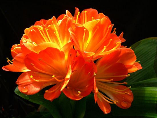 养花技巧|如何让花不黄叶不烂根 养花技巧|如何让花不黄叶不烂根