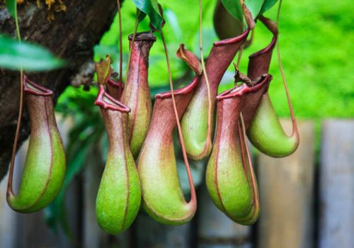 优美的猪笼草 优美的猪笼草