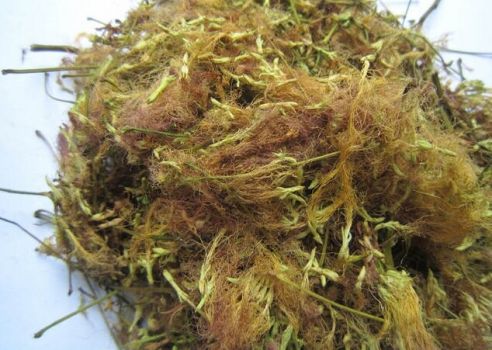 晒干的合欢花 晒干的合欢花