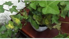 常春藤叶子发黑怎么办