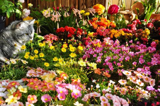 养花技巧：如何让花不黄叶不烂根