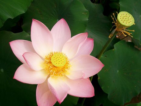 绽放的美丽荷花 绽放的美丽荷花