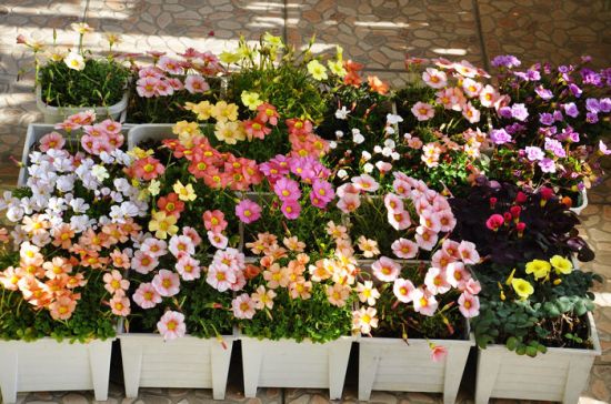 花盆底部垫木炭 花盆底部垫木炭