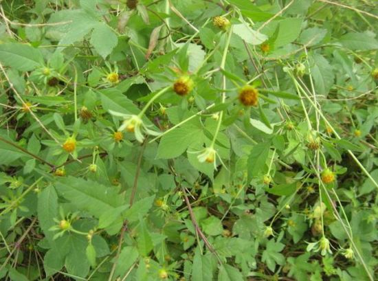 风中凌乱的鬼针草 风中凌乱的鬼针草