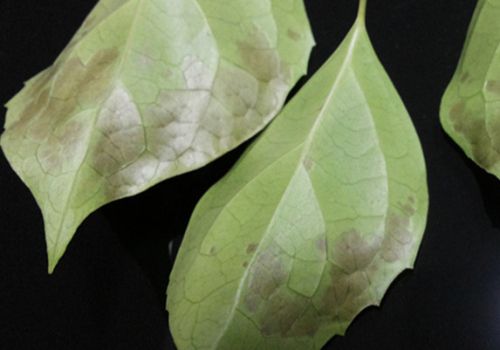 幸福树叶子发黑的原因及处理