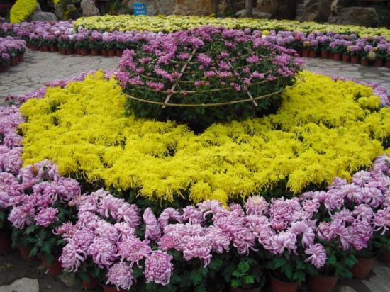 观赏菊花 观赏菊花