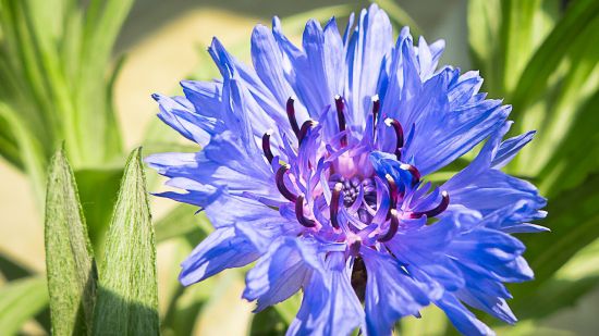 9大适合秋天种的植物 9大适合秋天种的植物