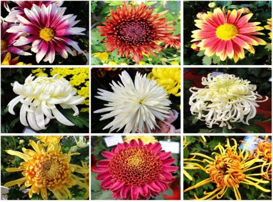 菊花的瓣形 菊花的瓣形