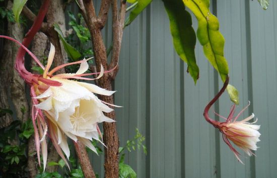 涨势良好的昙花 涨势良好的昙花