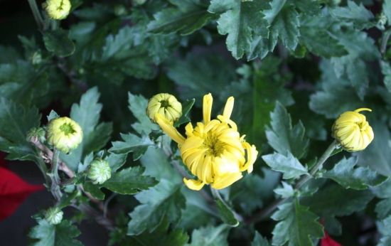 菊花的叶形 菊花的叶形