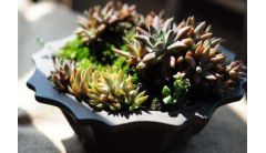 瓦松家庭养护常见问题及处理方法，详解烂根处理以及病害防治