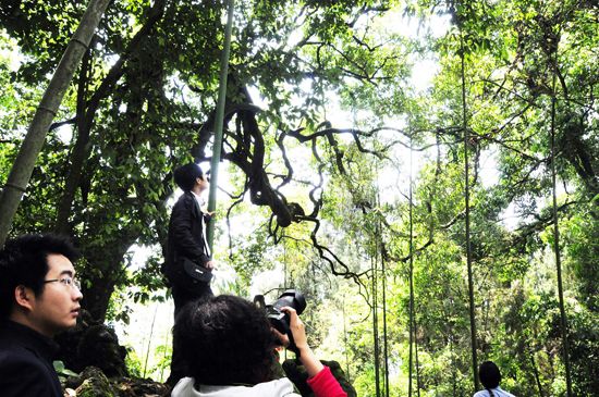 最古老的油麻藤 最古老的油麻藤