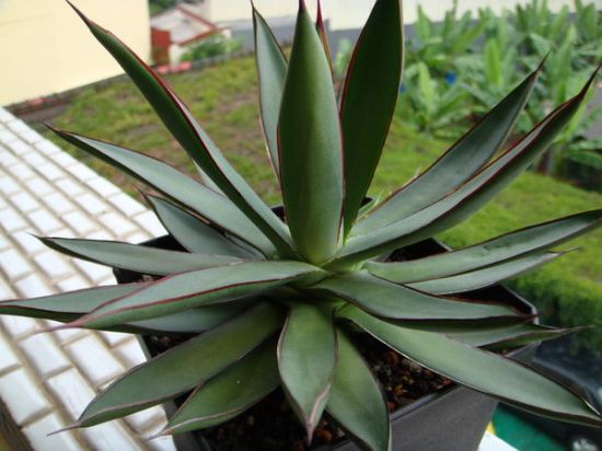 龙舌兰科多肉植物 龙舌兰科多肉植物