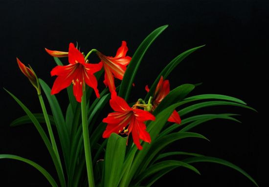 美丽的朱顶红图片 美丽的朱顶红图片