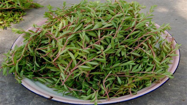 野菜品种有哪些？常见品种野菜图片