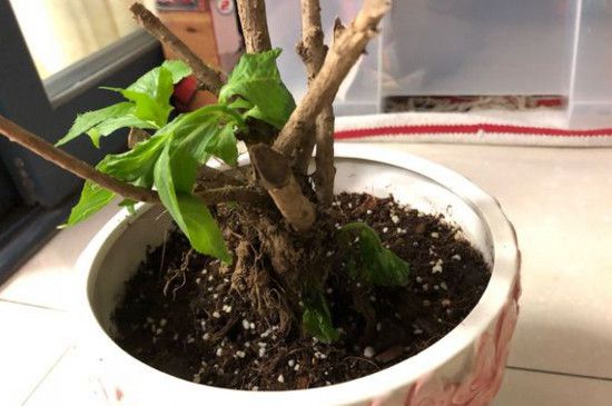 日本海棠叶子枯蔫的原因和解决方法