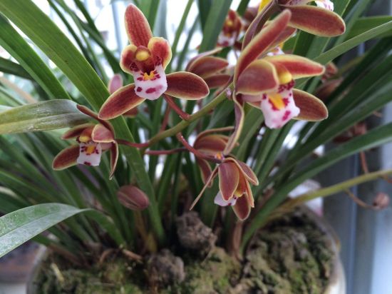 兰花降温养护 兰花降温养护