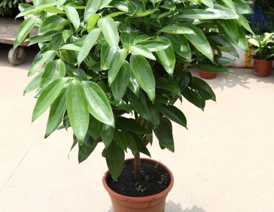 平安树的作用：矫正异味净化空气